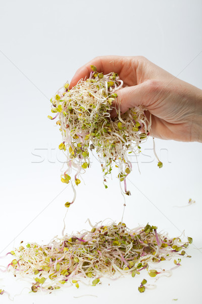 świeże lucerna odizolowany biały tekstury żywności Zdjęcia stock © wjarek