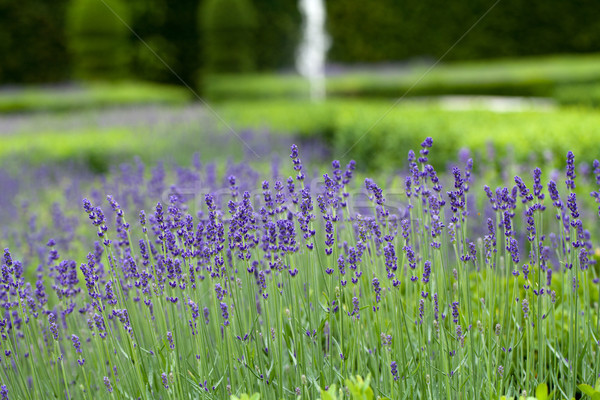 Splendid, decorative gardens at castles in the Valley of Loire Stock photo © wjarek