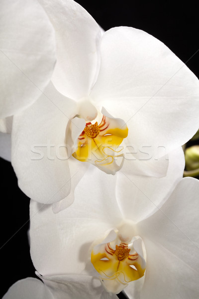 Weiß Orchidee isoliert schwarz weiß schwarz Hochzeit Stock foto © wjarek