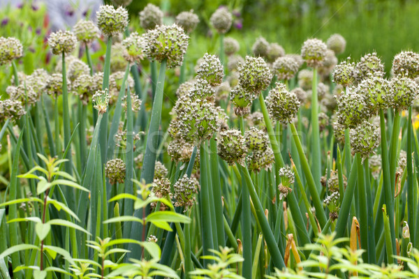 Flowers of onion in vegetable garden  Stock photo © wjarek