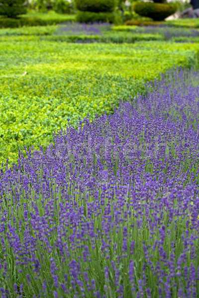 Gardens with the flourishing lavender at castles in the valley of Loire Stock photo © wjarek
