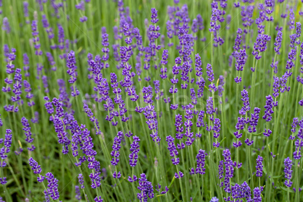 Gärten blühend Lavendel Burgen Tal Blume Stock foto © wjarek