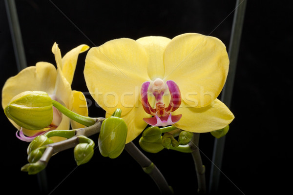 Foto stock: Amarillo · orquídeas · aislado · negro · boda · naturaleza