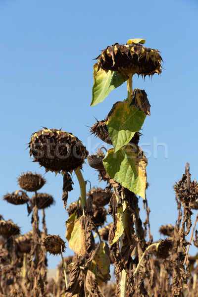 Ripened sunflowers ready for harvesting for their seeds  Stock photo © wjarek