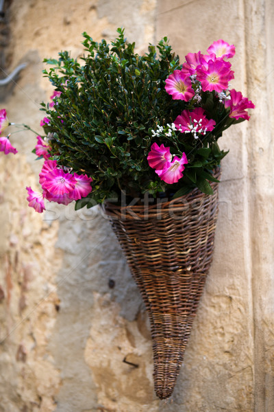Bouquet of purple petunias Stock photo © wjarek