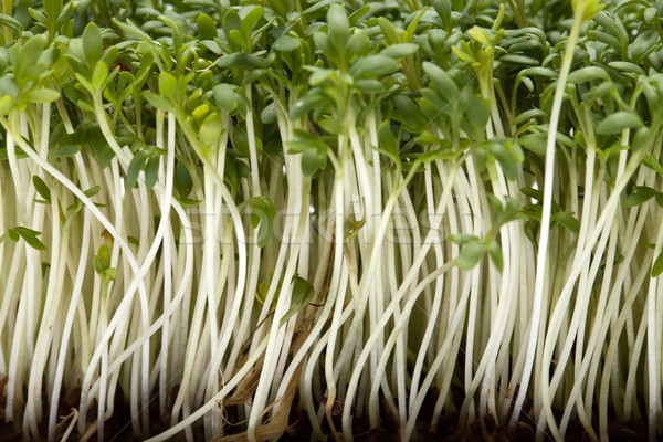 Stock photo: Cress seedlings isolated on white backgroun