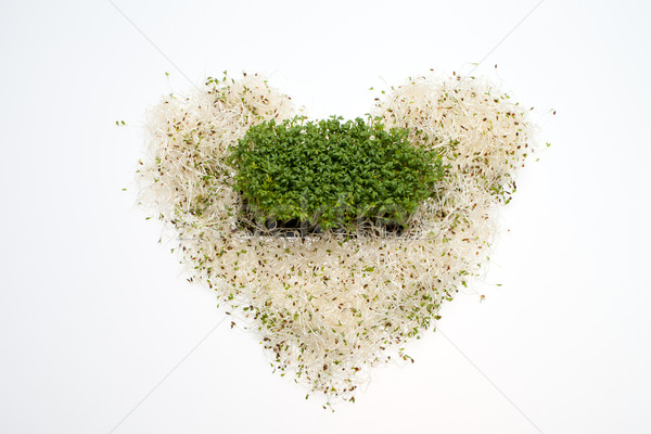Fresh alfalfa sprouts and cress on white background Stock photo © wjarek