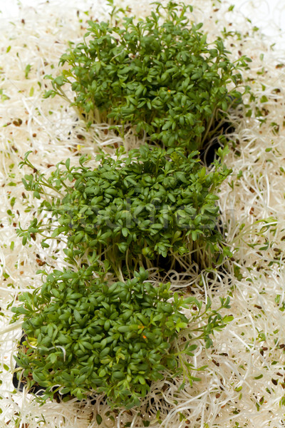 świeże lucerna biały tekstury żywności streszczenie Zdjęcia stock © wjarek