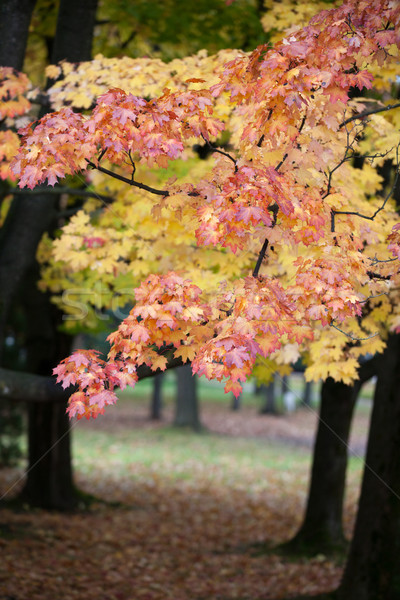 Bella autunno alberi parco albero foresta Foto d'archivio © wjarek