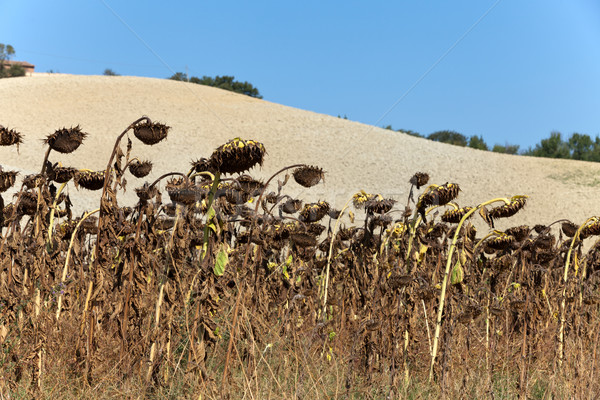 Ripened sunflowers ready for harvesting for their seeds  Stock photo © wjarek