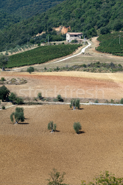 Tuscan landscape with vineyards, olive trees and cypresses Stock photo © wjarek