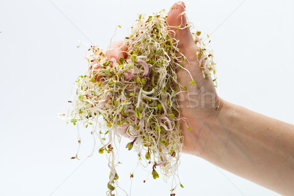 świeże lucerna odizolowany biały tekstury żywności Zdjęcia stock © wjarek
