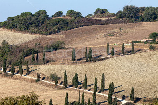 The landscape of the  Tuscany. Italy Stock photo © wjarek
