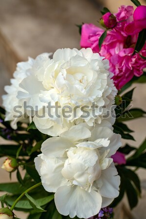 Pachnący liliowy Bush wiosną ogród charakter Zdjęcia stock © wjarek