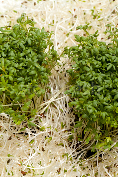 Fresh alfalfa sprouts and cress on white background Stock photo © wjarek