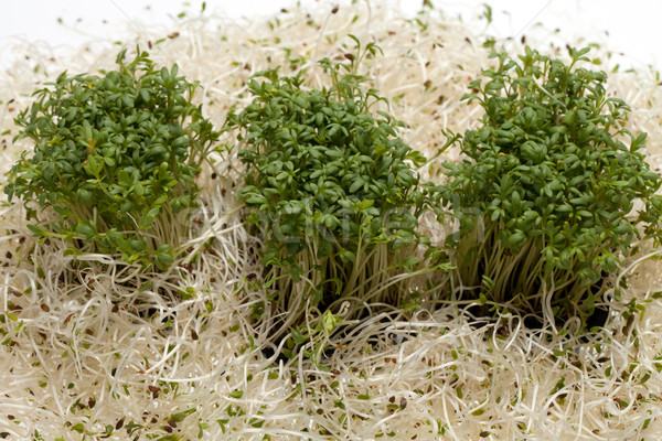 Taze alfalfa beyaz doku gıda doğa Stok fotoğraf © wjarek