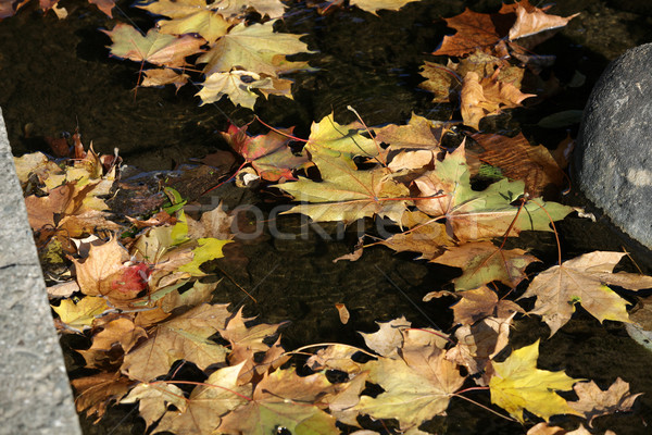 Colorat frunze apă abstract natură frunze Imagine de stoc © wjarek