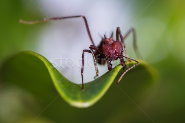 Blatt Ameisen nach unten dekorativ Anlage orange Stock foto © wollertz