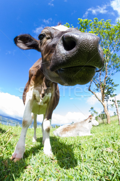 dairy cow in a pasture Stock photo © wollertz