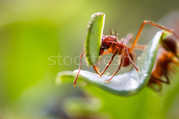 Hoja hormigas rojo hormiga abajo Foto stock © wollertz