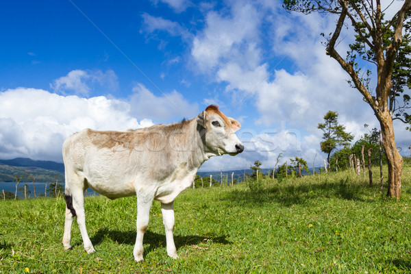 Milchprodukte Kuh Weide jungen genießen Sonnenschein Stock foto © wollertz