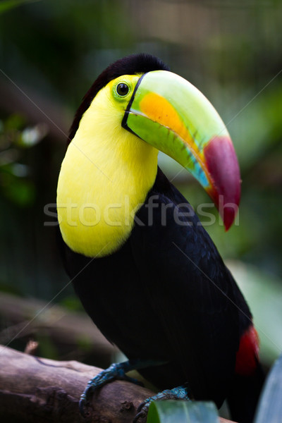 Regenwald Belize grünen Reise rot Stock foto © wollertz