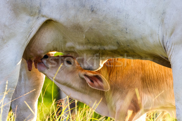 Rinder Baby Kuh Ernährung Nachmittag Licht Stock foto © wollertz