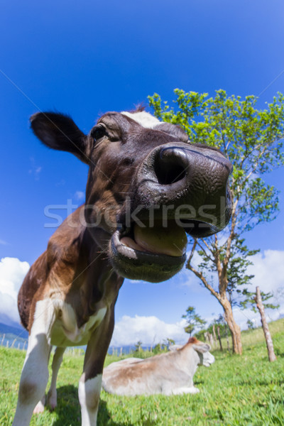 Lácteo vaca jóvenes sol Foto stock © wollertz