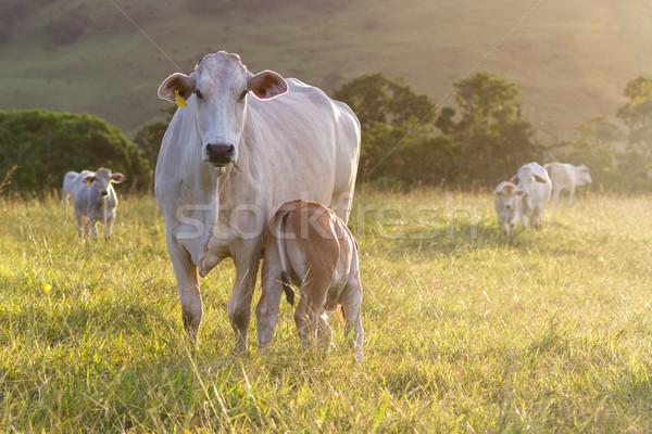 brahman cattle - Bos Indicus  Stock photo © wollertz