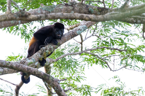 Mono Costa Rica hasta árbol fuera nubes Foto stock © wollertz