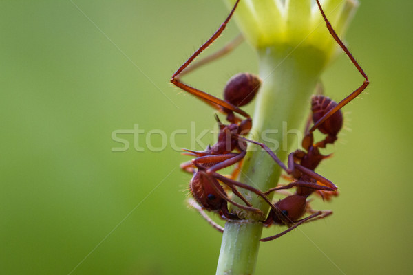Hoja hormigas rojo abajo frescos Foto stock © wollertz