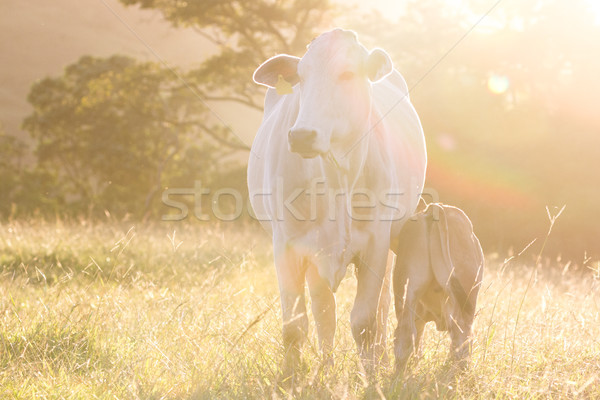 Ganado bebé vaca tarde luz Foto stock © wollertz