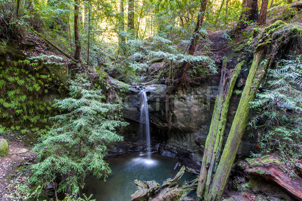 Sempervirens Falls in Big Basin Redwoods State Park, California Stock photo © wolterk