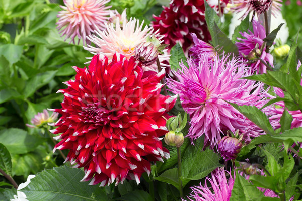 Dahlias in Red and Pastel Colors Stock photo © wolterk