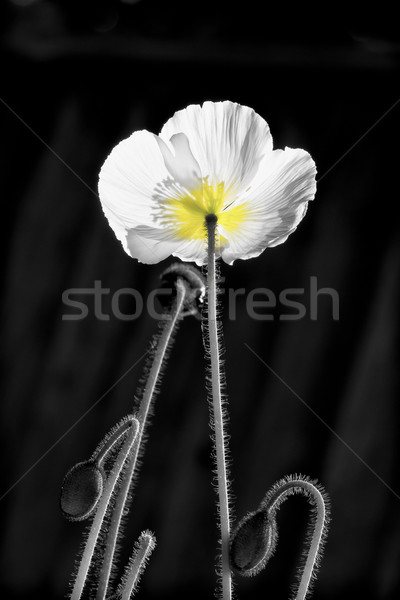Poppy in Black and White Stock photo © wolterk