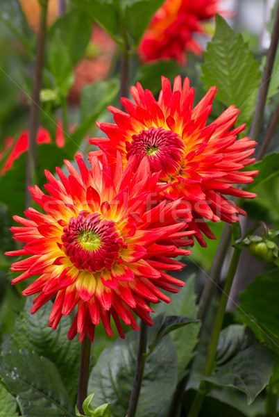 Brillant orange dahlia vert feuillage printemps [[stock_photo]] © wolterk