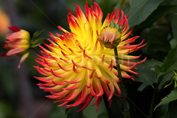 Orange jaune dahlia fleur macro brillant [[stock_photo]] © wolterk