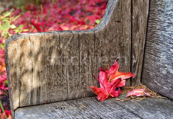 赤 葉 ベンチ 木材 公園 ストックフォト © wolterk