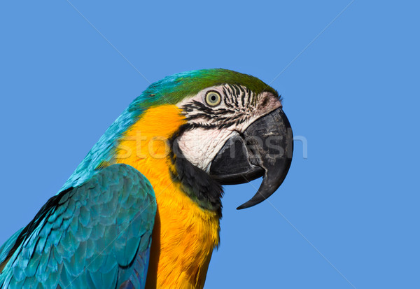 Macaw Pofile Stock photo © wolterk