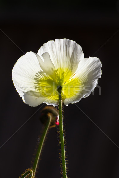 Spring Poppy White and Yellow Colors Vertical Stock photo © wolterk