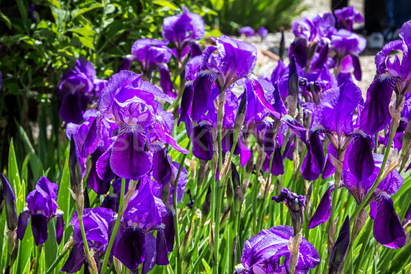 Yatak mor iris bahar manzara Stok fotoğraf © wolterk