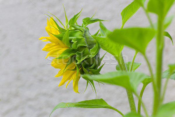 Single Sunflower  Stock photo © wolterk