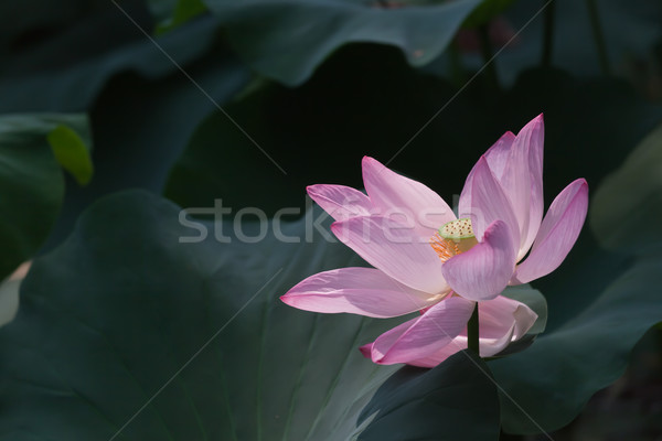 Vară lotus apă verde lac Imagine de stoc © wxin