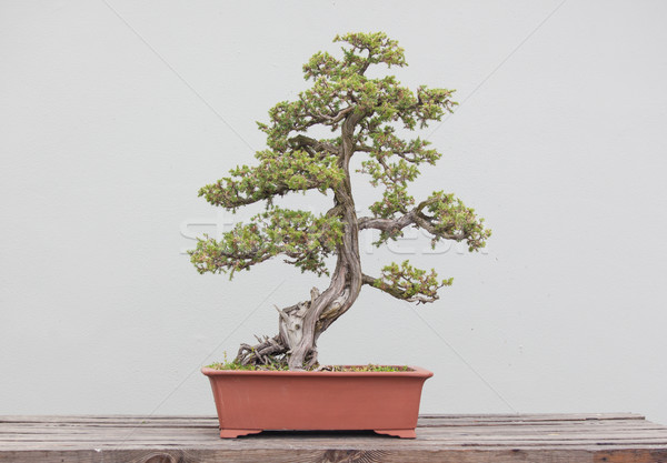 bonsai plants Stock photo © wxin