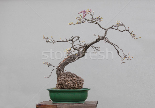 Bonsai plante larg gradina de flori fundal Imagine de stoc © wxin