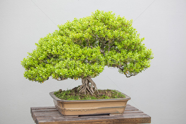 Bonsai impianti ampia varietà giardino fiorito sfondo Foto d'archivio © wxin