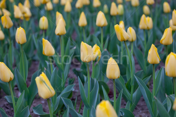 blooming tulips Stock photo © wxin