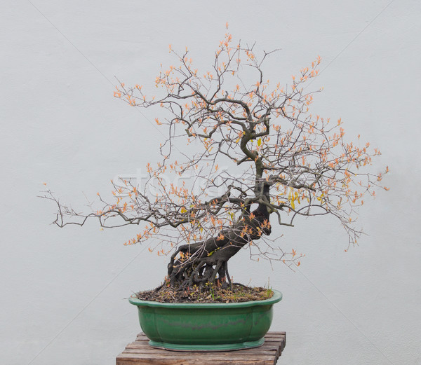 Bonsai impianti ampia varietà giardino fiorito sfondo Foto d'archivio © wxin