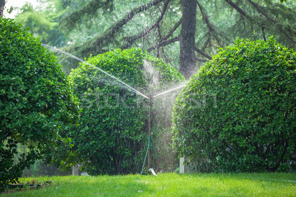 Spray irrigation plantes bois printemps herbe [[stock_photo]] © wxin