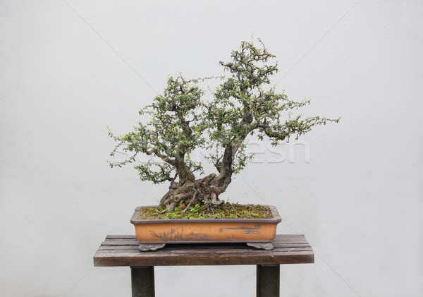 Bonsai impianti ampia varietà giardino fiorito sfondo Foto d'archivio © wxin